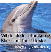 delfintavling