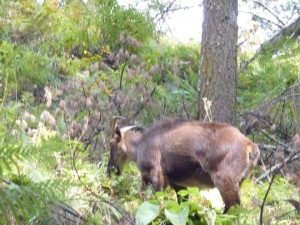 Dag5(1)