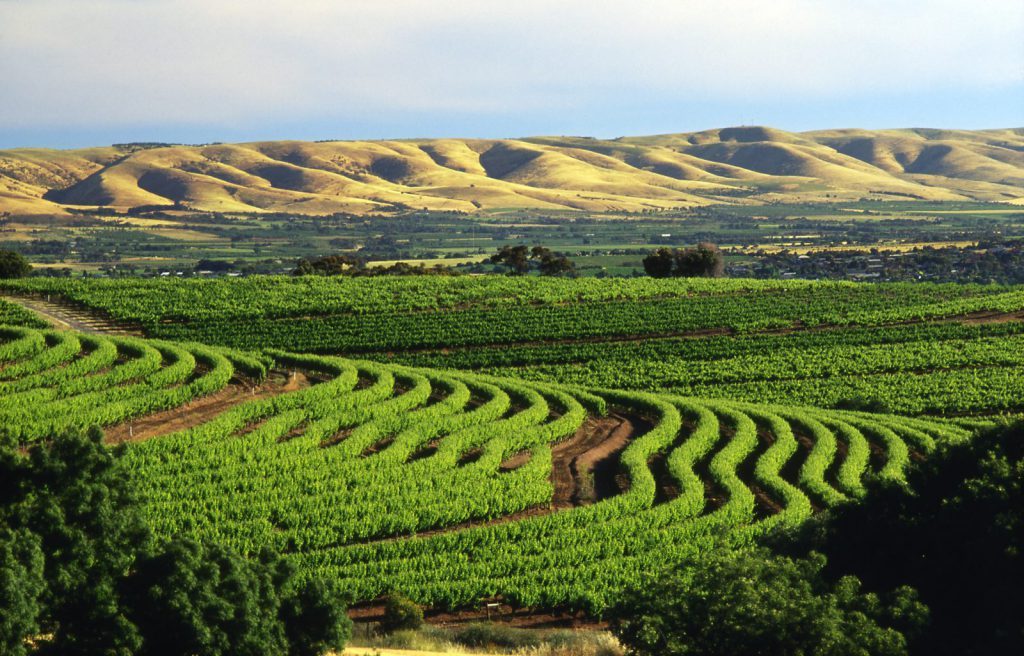 Studera utomlands i Australien i Adelaide på blueberry.nu