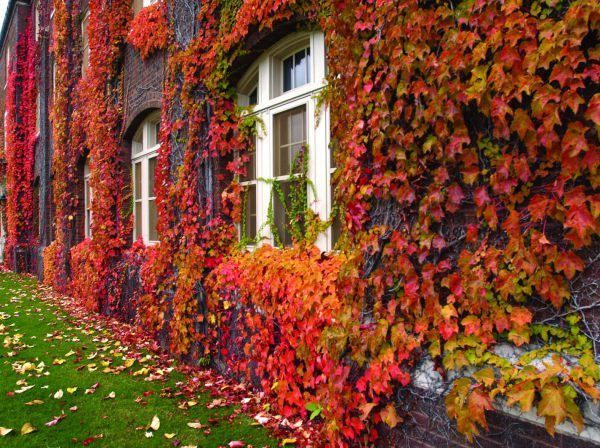 studera utomlands med blueberry på university of minnesota.