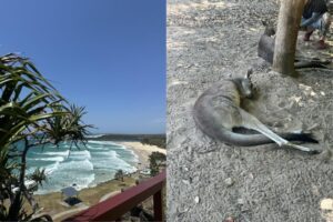 Collage med strand och kängurru
